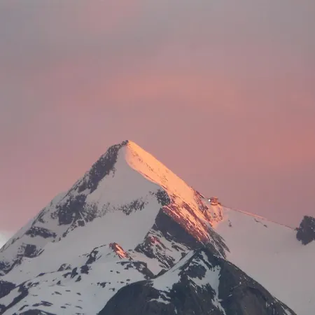Die Alpenrose Niedernsill